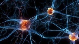 neuroplasticité